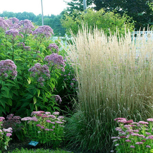 Feather Reed Grass