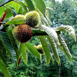 Chinese Chestnut Trees