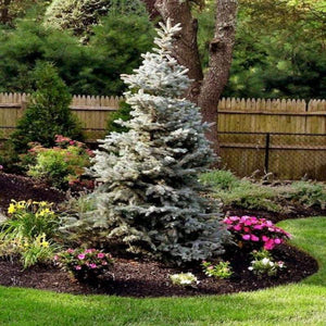 Colorado Blue Spruce Trees