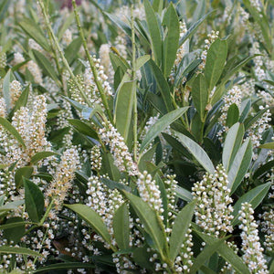 Otto Luyken Cherry Laurel Shrubs