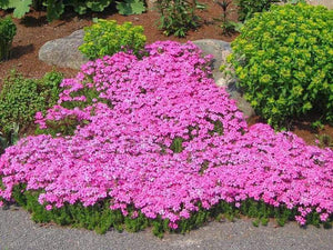 Creeping Phlox Drummond's Pink