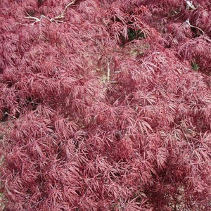 Crimson Queen Japanese Maple