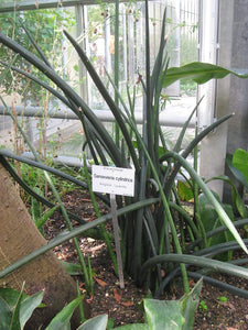 Cylindrical Snake Plants