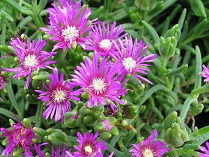 Delosperma Cooperi