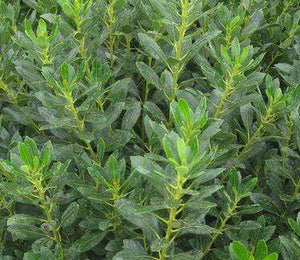 Ilex Glabra Densa Inkberry Holly Shrubs
