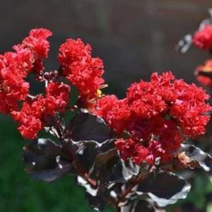 Ebony Flame Crape Myrtle Trees