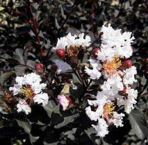 Ebony and Ivory Crape Myrtle Trees