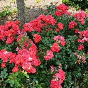 Coral Drift Rose Bushes