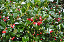 Load image into Gallery viewer, Dwarf Burford Holly Shrubs
