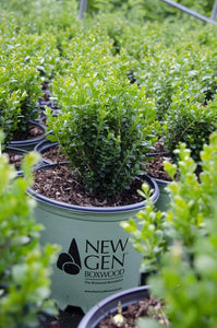 NewGen Freedom Boxwood Shrubs