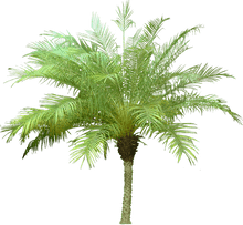 Load image into Gallery viewer, Date Palm Plants
