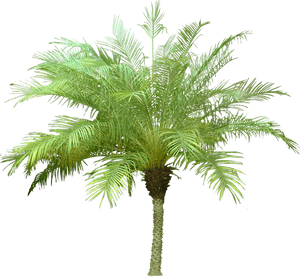 Date Palm Plants