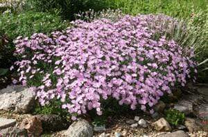 Dianthus Bath's Pink