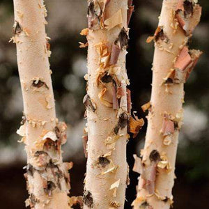 Dura Heat Birch Trees