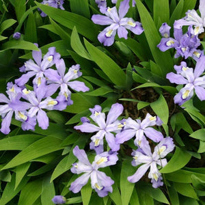 Dwarf Crested Iris