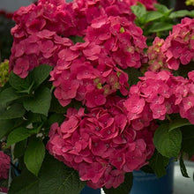 Load image into Gallery viewer, Endless Summer Crush Pink Hydrangea Shrubs
