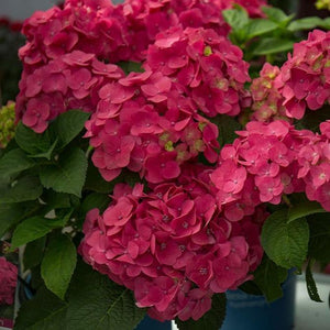 Endless Summer Crush Pink Hydrangea Shrubs