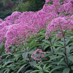 Eupatorium Gateway