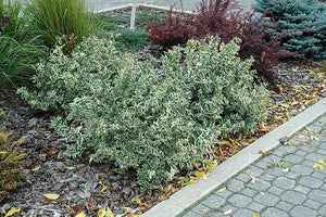 Diervilla Cool Splash Shrubs