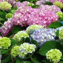 Load image into Gallery viewer, Endless Summer Hydrangea Shrubs
