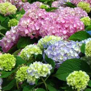 Endless Summer Hydrangea Shrubs