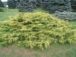 Gold Lace Juniper Shrubs