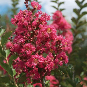 Tuscarora Crape Myrtle Trees