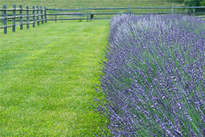 Phenomenal Lavender