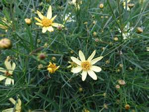 Coreopsis Moonbeam Plants