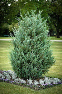 Moonglow Juniper Shrubs