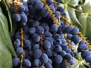 Mahonia aquifolium Oregon Grape Holly Shrubs