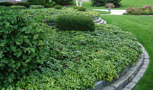 Pachysandra