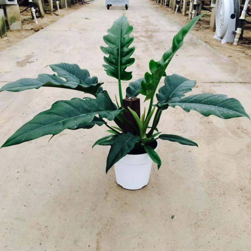 jungle boogie philodendron Philodendron Jungle Boogie Plants – naturalbabyshowerwed.co.uk