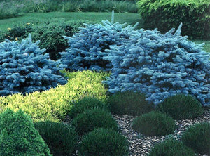 Globe Blue Spruce Shrubs