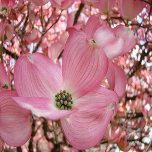 Pink Flowering Dogwood | Cherokee Brave Trees