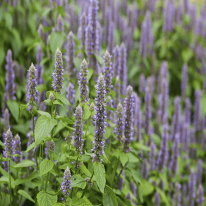 Agastache Blue Fortune