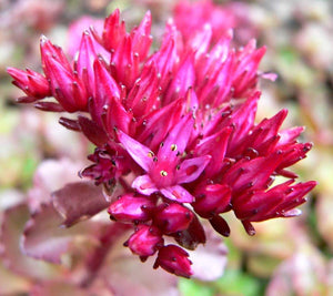 Dragon's Blood Sedum