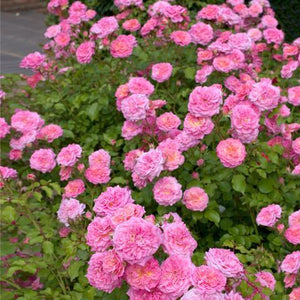 Sweet Drift Rose Bushes