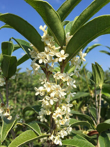 Tea Olive Shrubs