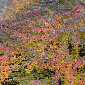 William Penn Barberry Shrubs