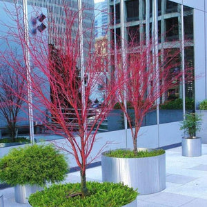 Coral Bark Japanese Maple Trees