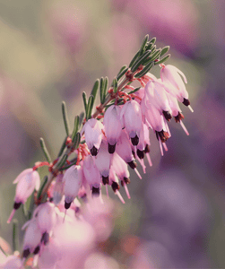 Mediterranean Pink Winter Heather