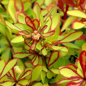 Admiration Barberry Shrubs