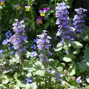 Ajuga Bronze Beauty