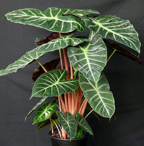 Ebony Alocasia Plants