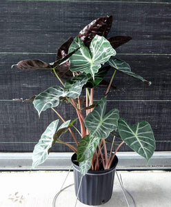 Ebony Alocasia Plants