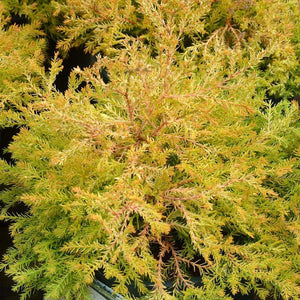 Harvest Moon Arborvitae Shrubs