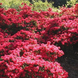 Autumn Cheer Encore Azalea Shrubs