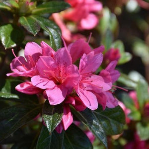 Autumn Cheer Encore Azalea Shrubs