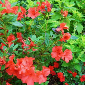 Autumn Embers Encore Azalea Shrubs